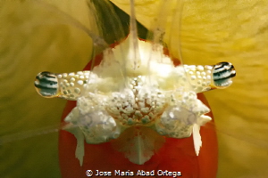 Mushroom Coral Ghost Shrimp (Cuapetes kororensis)
Close Up by Jose Maria Abad Ortega 